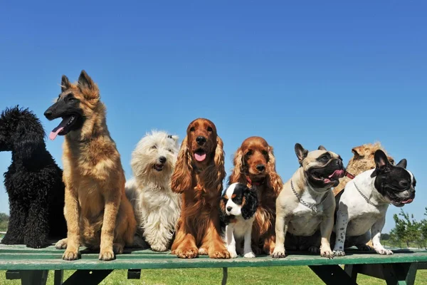 Che cos'è la fisioterapia veterinaria